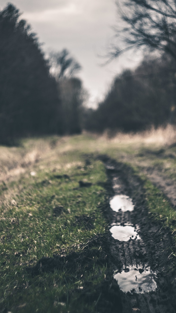 Обои дерево, дорога, лист, атмосфера, растение в разрешении 720x1280