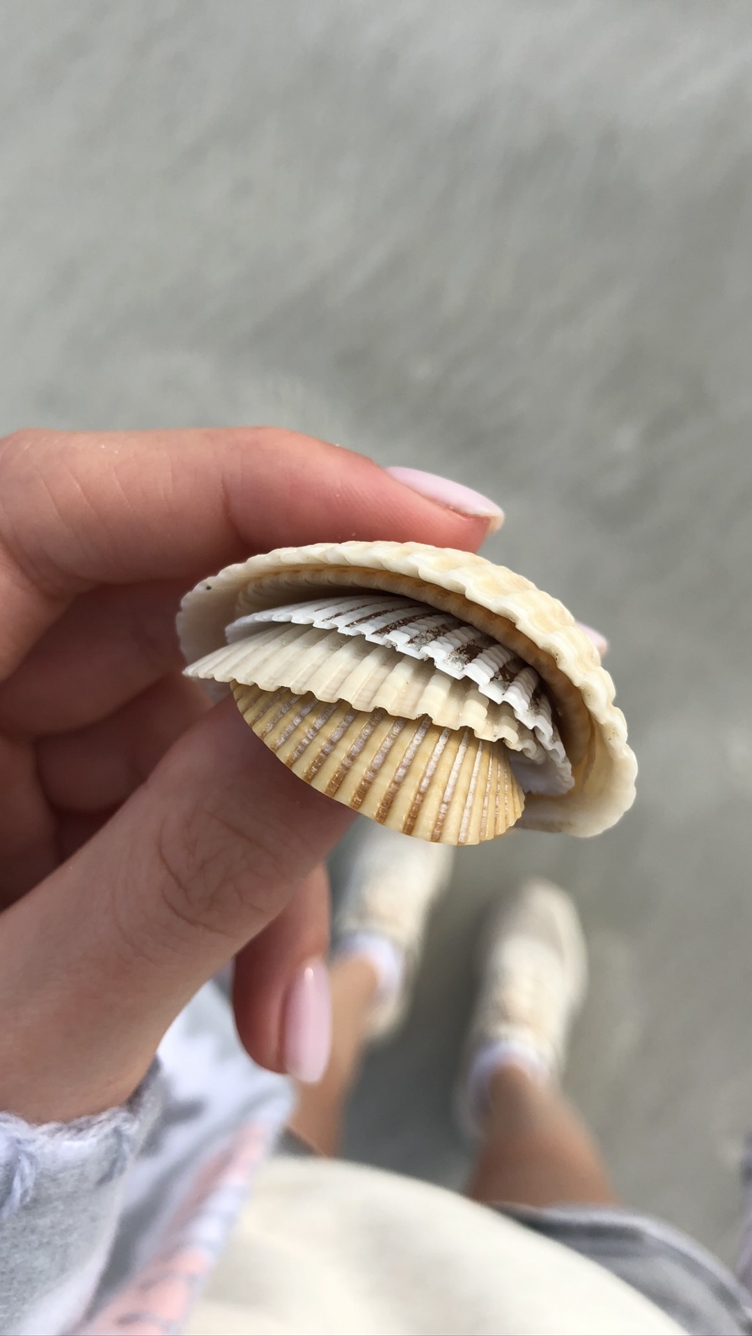 Обои палец, двустворчатый моллюск, натуральный материал, оболочка, ноготь в разрешении 1080x1920