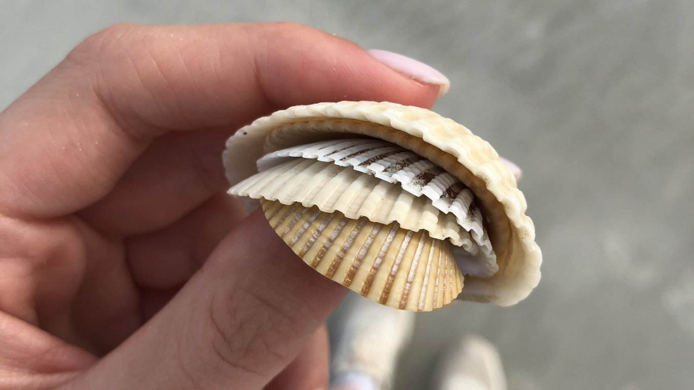 Обои палец, двустворчатый моллюск, натуральный материал, оболочка, ноготь в разрешении 1366x768