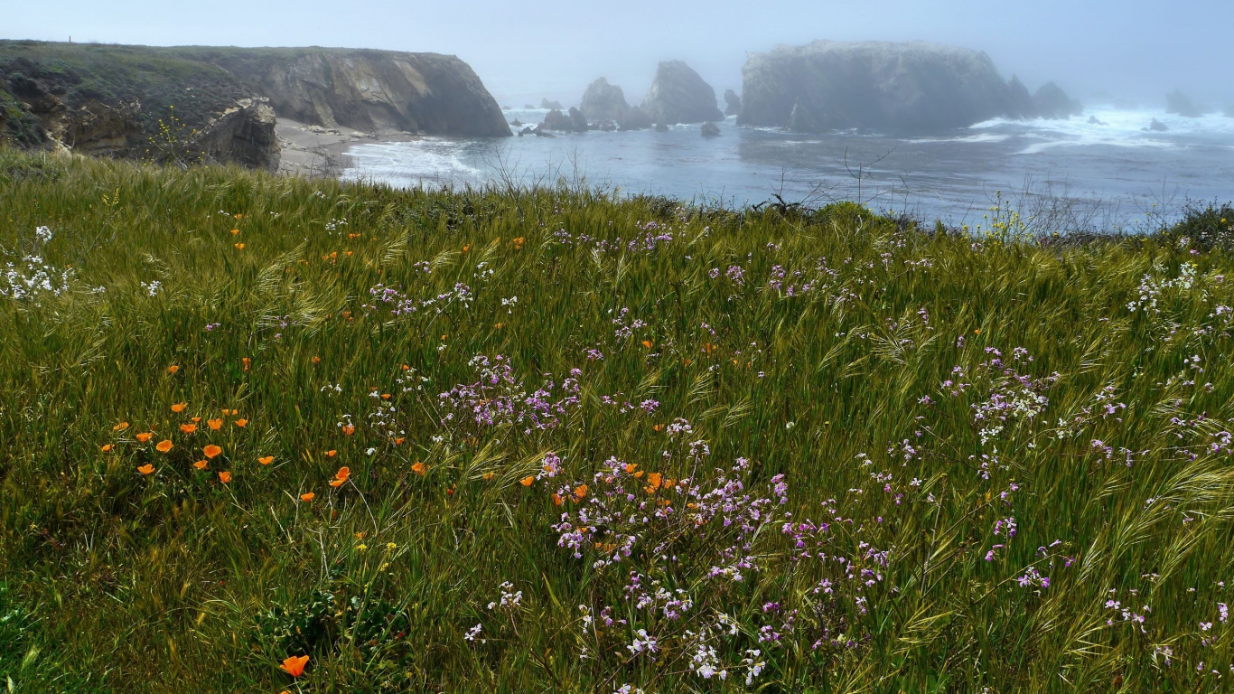 Обои растительность, полевой цветок, растение, растения, живопись в разрешении 1366x768