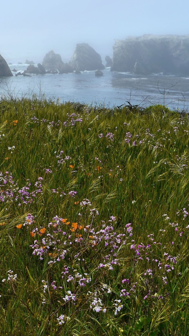 Обои растительность, полевой цветок, растение, растения, живопись в разрешении 720x1280