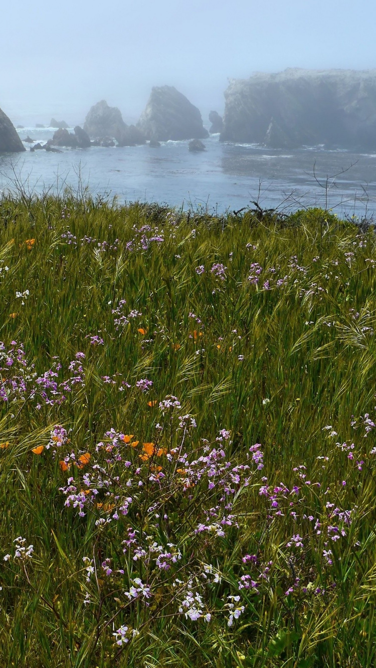 Обои растительность, полевой цветок, растение, растения, живопись в разрешении 750x1334