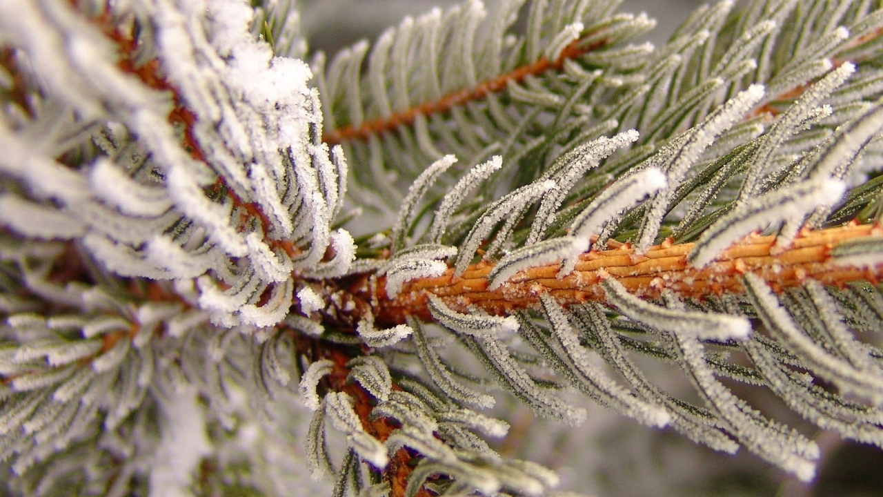 Обои зима, дерево, семейства сосновых, вечнозеленое растение, сосна в разрешении 1280x720