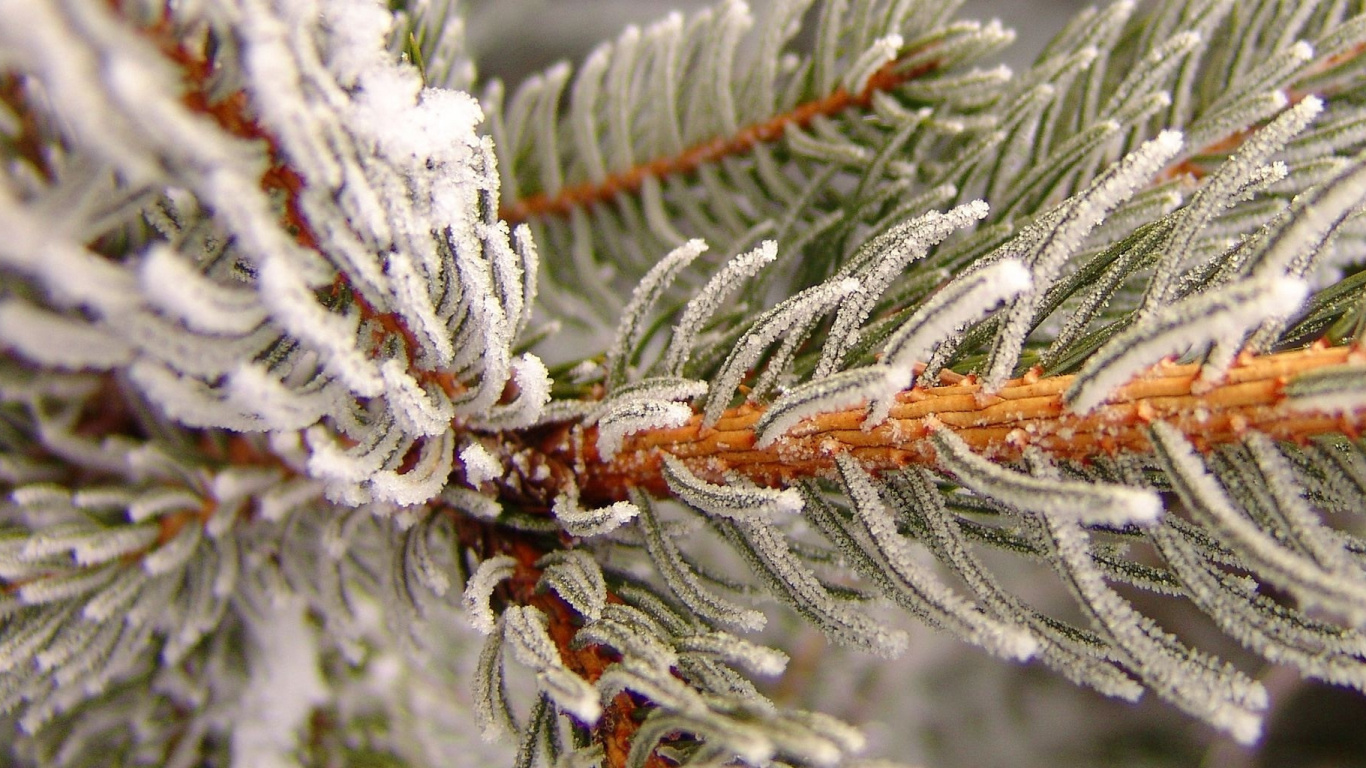Обои зима, дерево, семейства сосновых, вечнозеленое растение, сосна в разрешении 1366x768