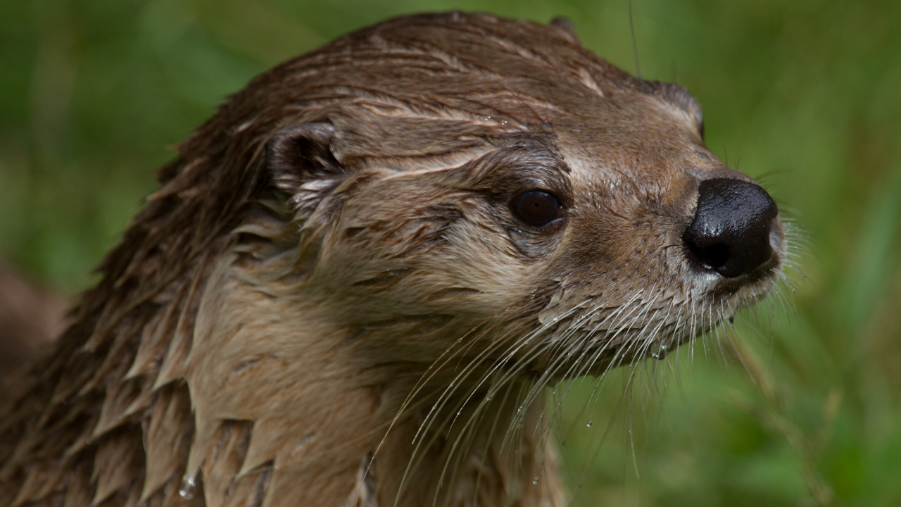 Обои морская выдра, выдра, наземные животные, куньих, живая природа в разрешении 1280x720