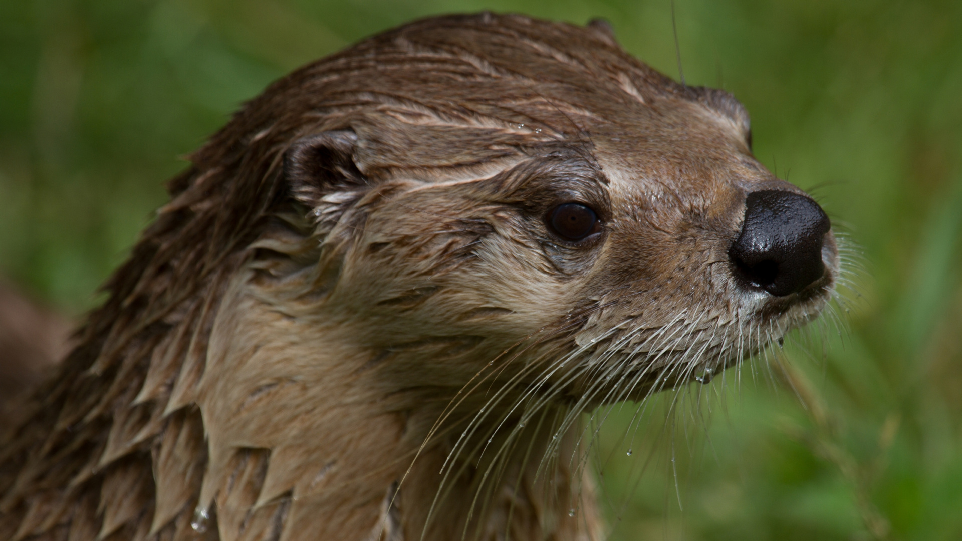 Обои морская выдра, выдра, наземные животные, куньих, живая природа в разрешении 1920x1080