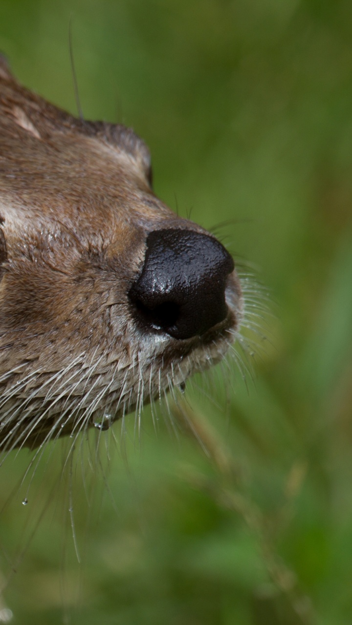 Обои морская выдра, выдра, наземные животные, куньих, живая природа в разрешении 720x1280