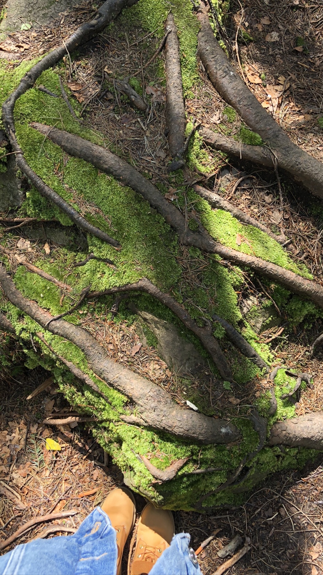 Обои дерево, обнажение, растительность, лист, биология в разрешении 1080x1920