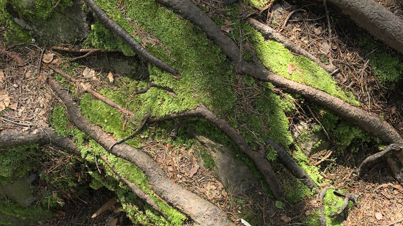 Обои дерево, обнажение, растительность, лист, биология в разрешении 1280x720