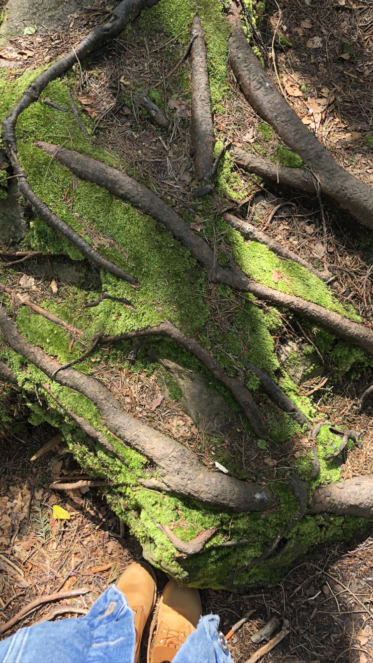 Обои дерево, обнажение, растительность, лист, биология в разрешении 750x1334