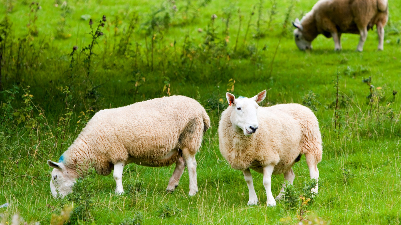 Обои овца, стадо, выгон, сенокосное угодье, пастбище в разрешении 1280x720