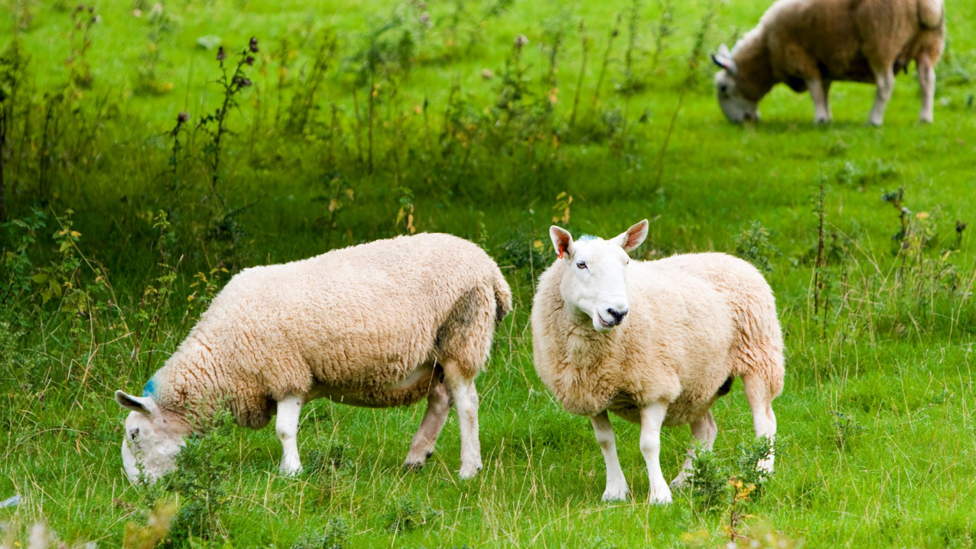 Обои овца, стадо, выгон, сенокосное угодье, пастбище в разрешении 1366x768