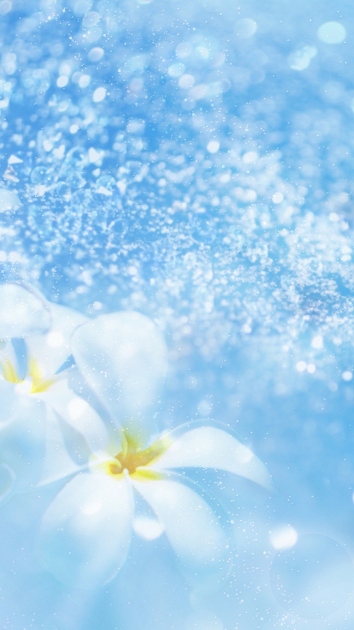 Обои синий, дневное время, цветок, весна, лепесток в разрешении 720x1280