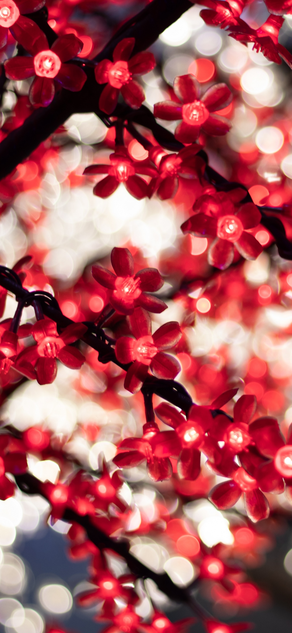 Обои красный цвет, весна, расцвет, дерево, цветок в разрешении 1242x2688