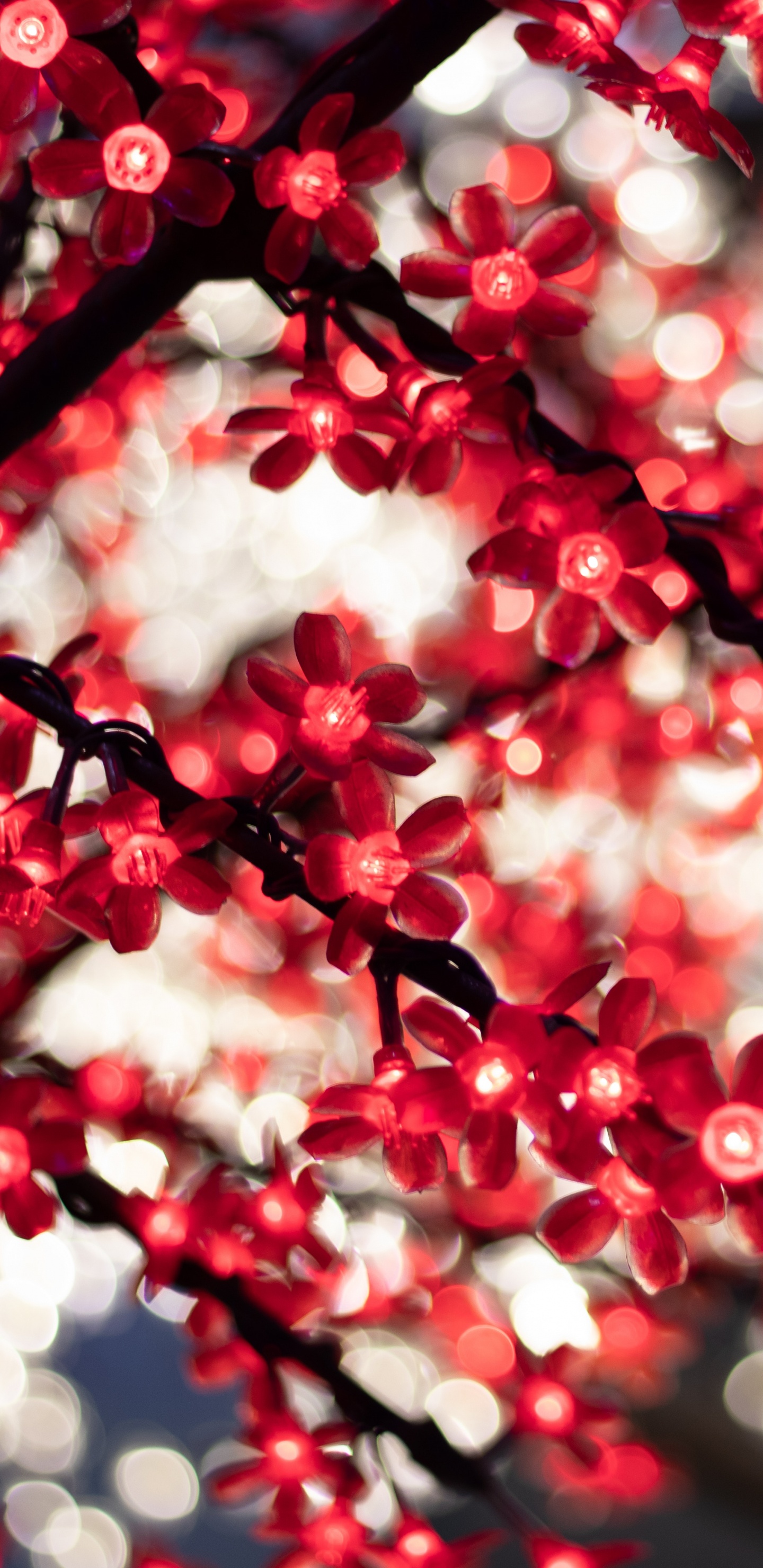 Обои красный цвет, весна, расцвет, дерево, цветок в разрешении 1440x2960