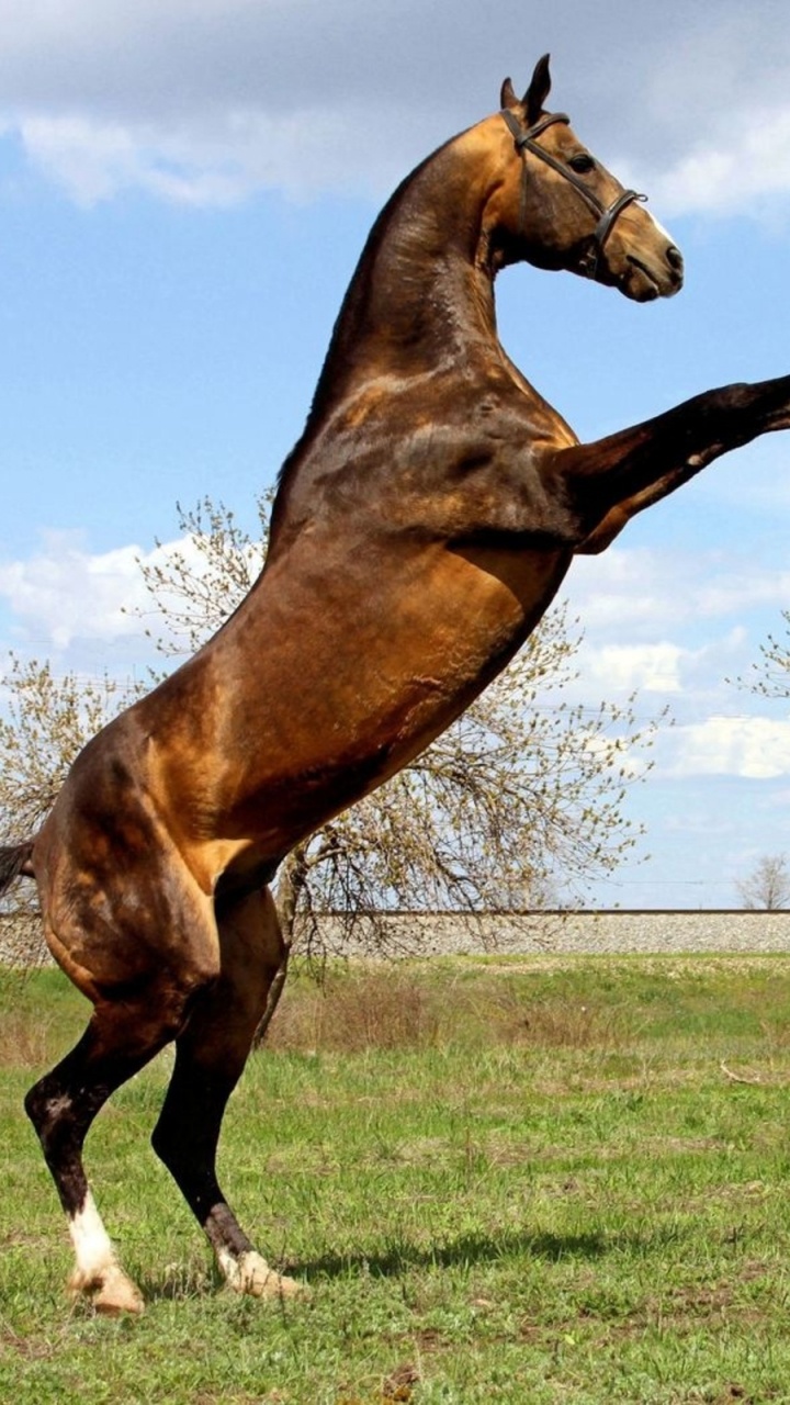 Обои жеребец, конь, Мустанг лошадь, кобыла, грива в разрешении 720x1280