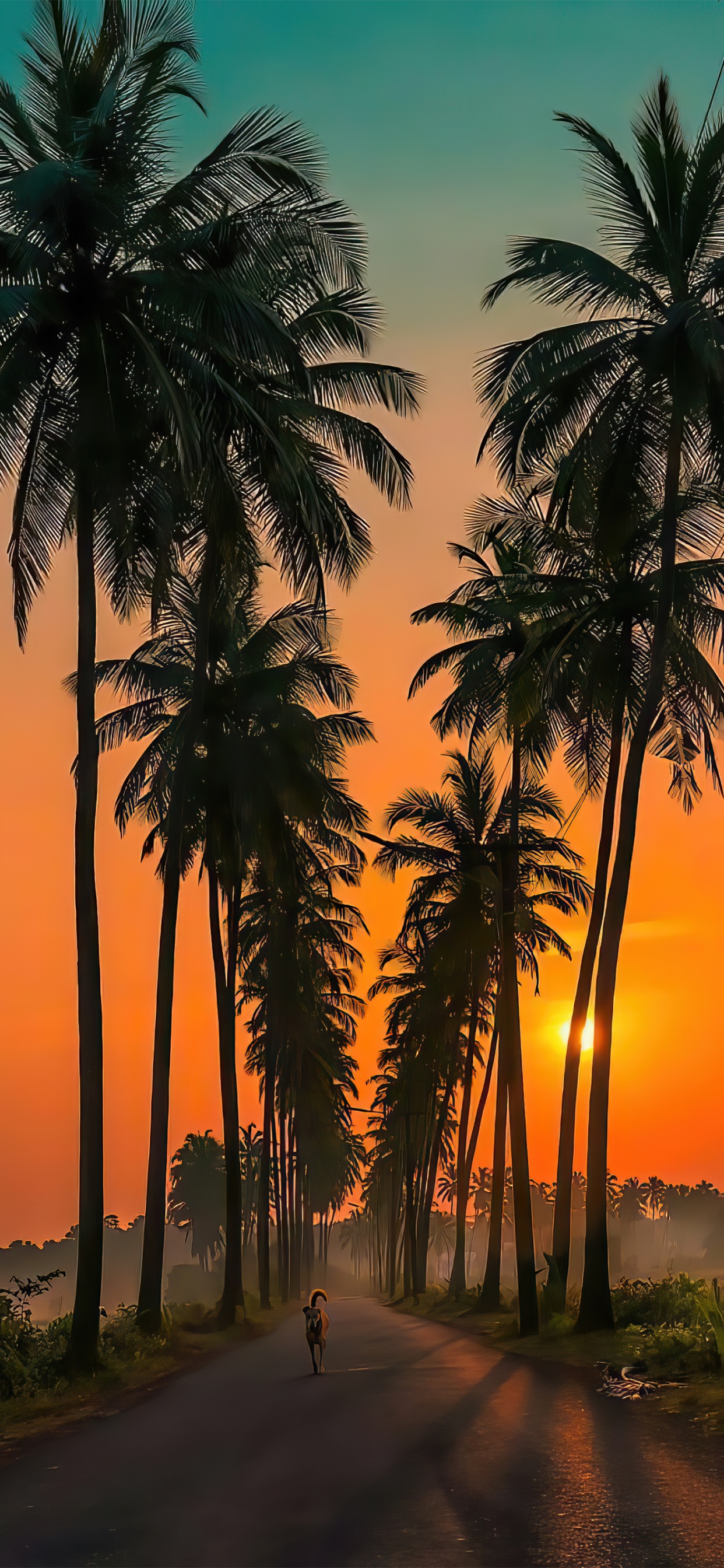 Обои Goa Parra Road, Parra Coconut Road, водопады Сурла, растение, свет в разрешении 1242x2688