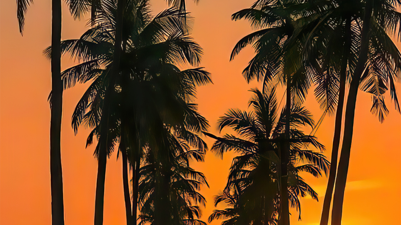 Обои Goa Parra Road, Parra Coconut Road, водопады Сурла, растение, свет в разрешении 1280x720