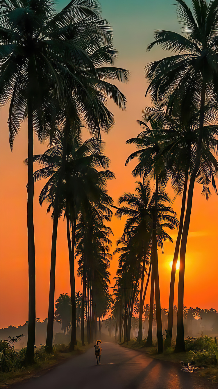 Обои Goa Parra Road, Parra Coconut Road, водопады Сурла, растение, свет в разрешении 750x1334