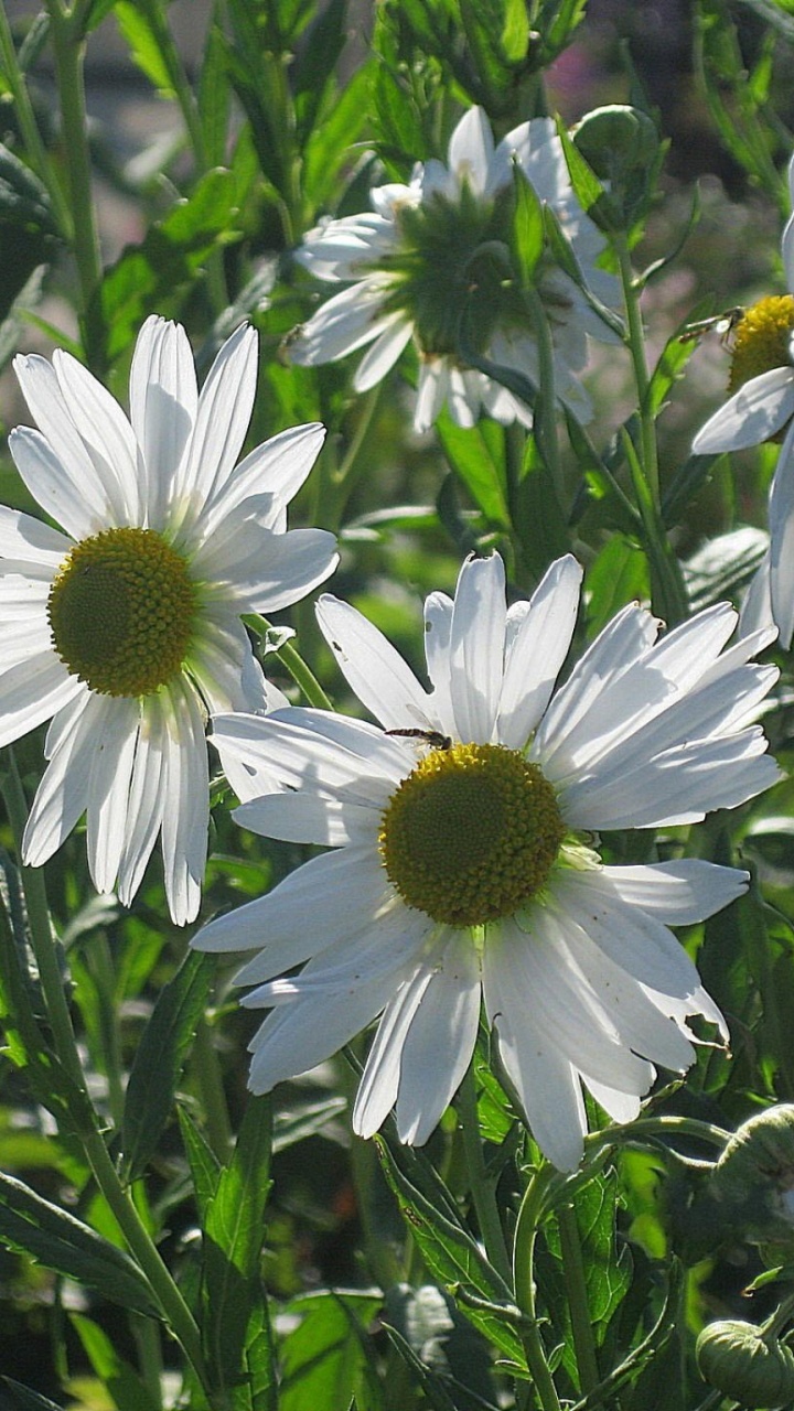 Обои цветник, общие Дейзи, сад, oxeye Дейзи, цветковое растение в разрешении 720x1280
