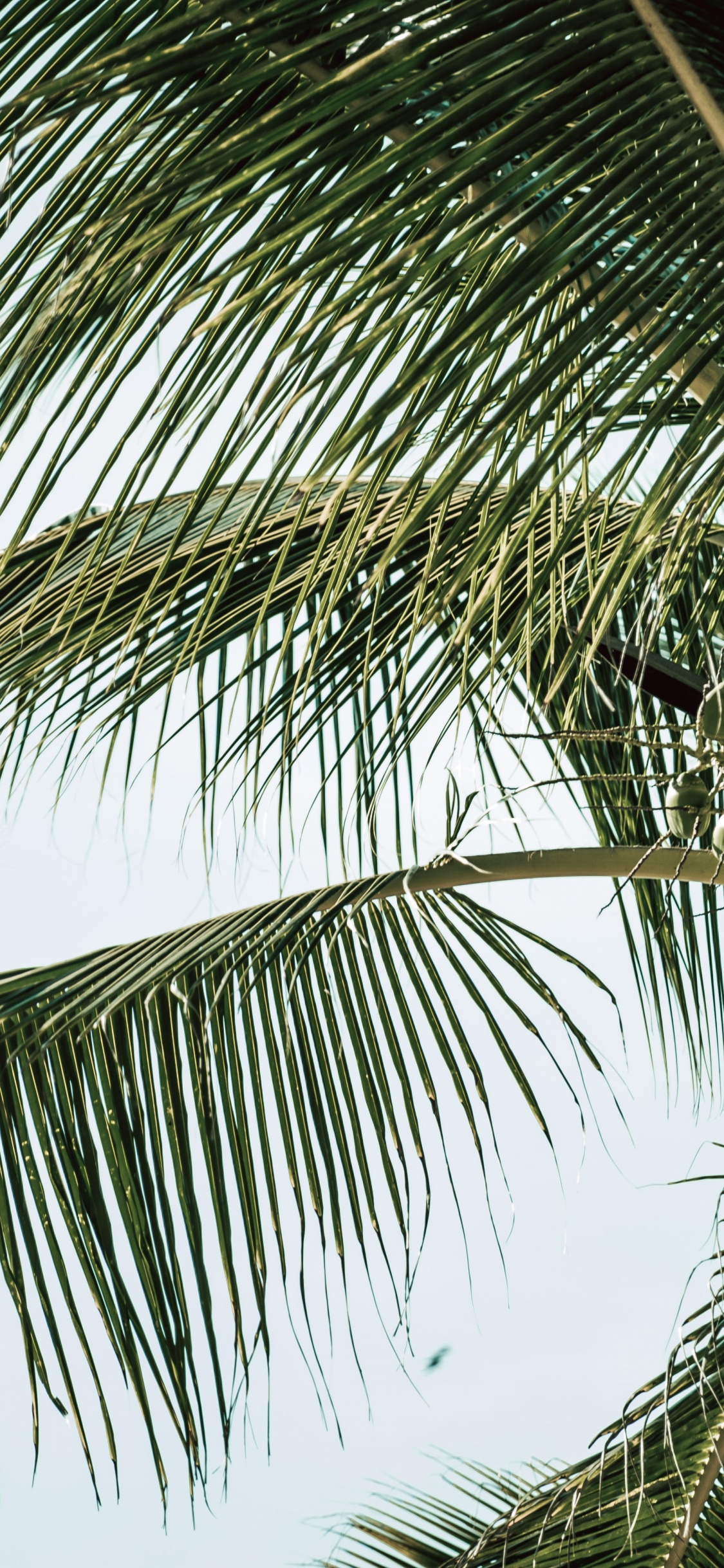 Обои Бабассу, дерево, Кокос, древесные растения, портрет в разрешении 1125x2436