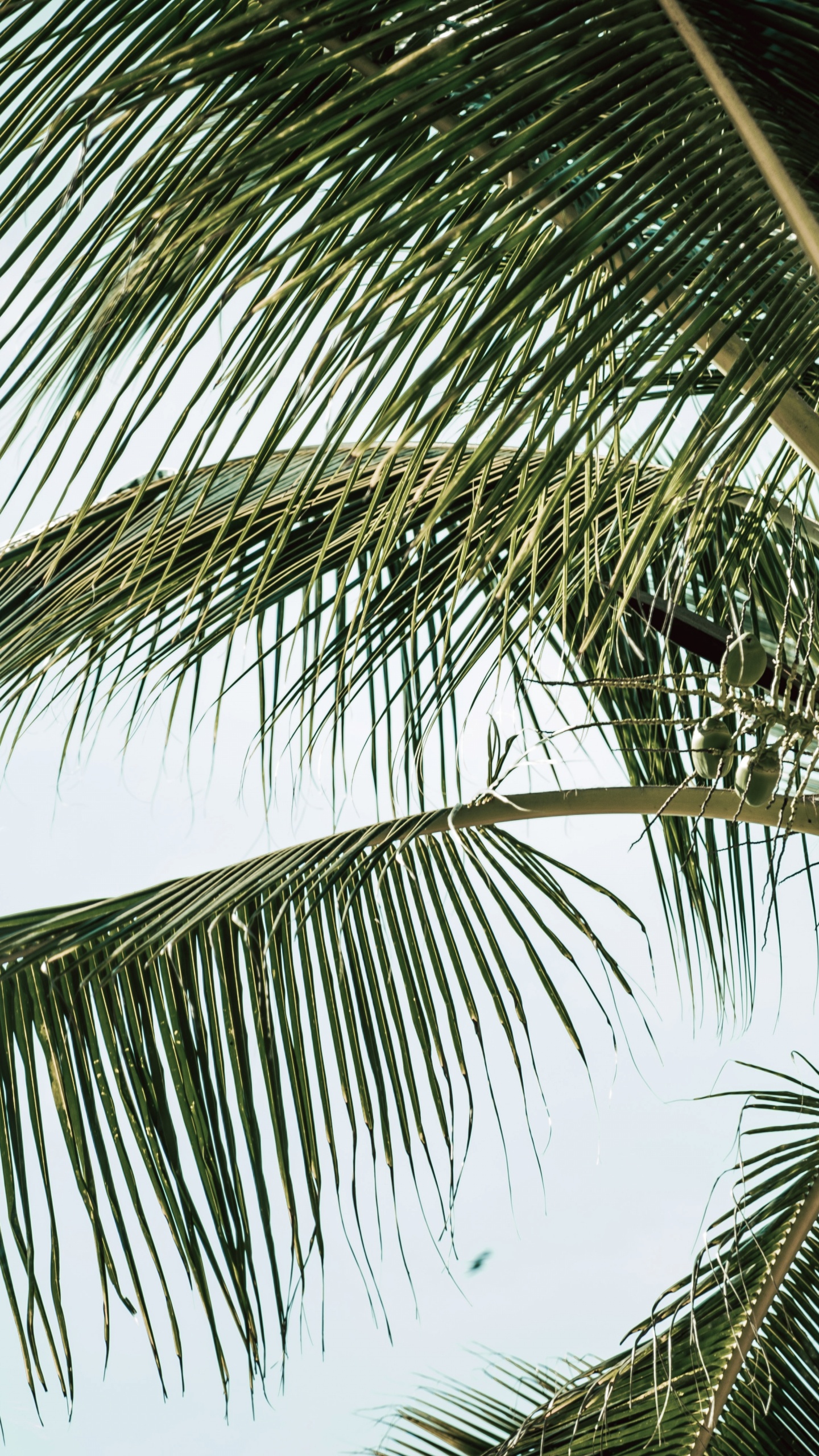 Обои Бабассу, дерево, Кокос, древесные растения, портрет в разрешении 1440x2560