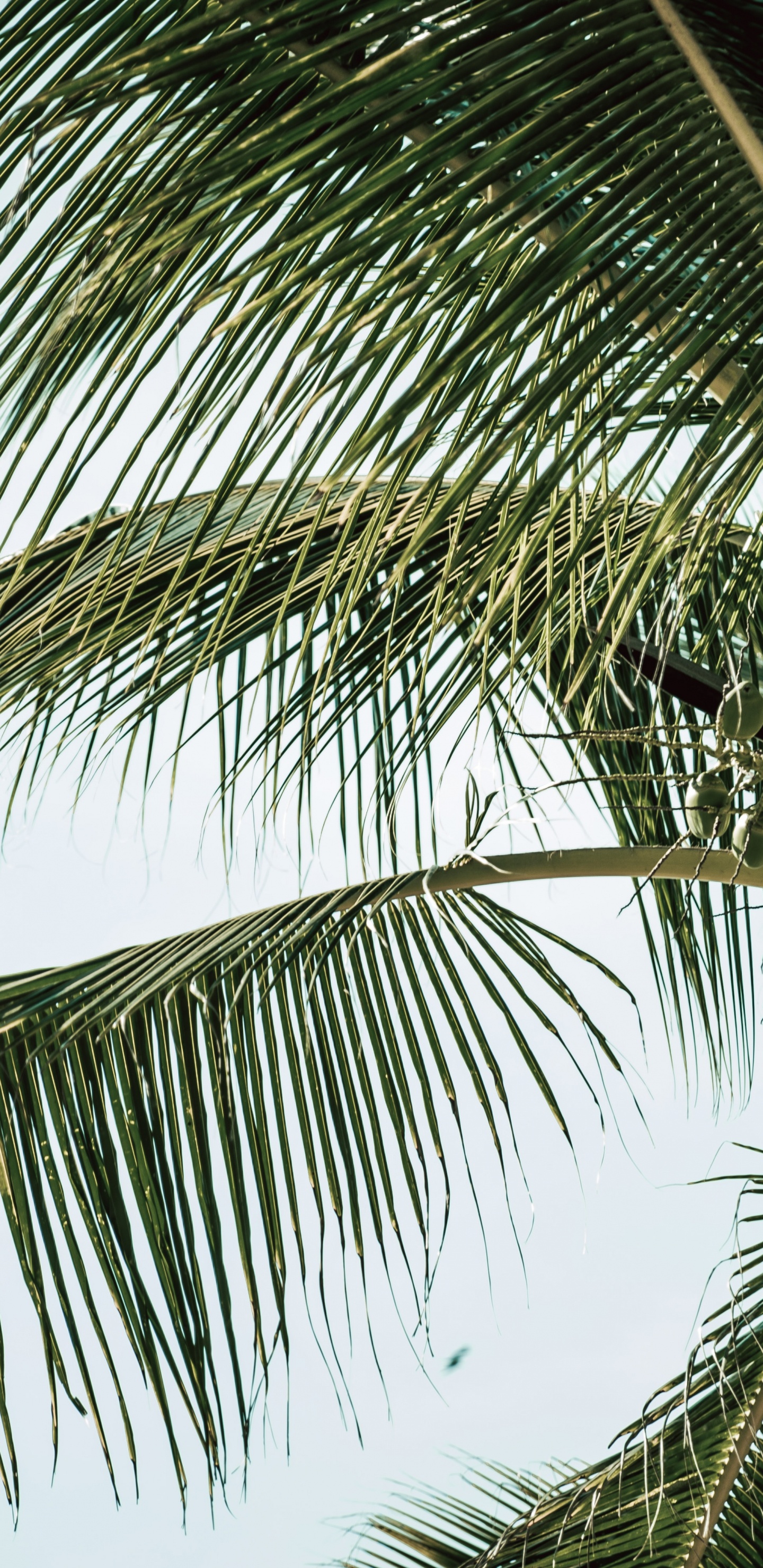 Обои Бабассу, дерево, Кокос, древесные растения, портрет в разрешении 1440x2960