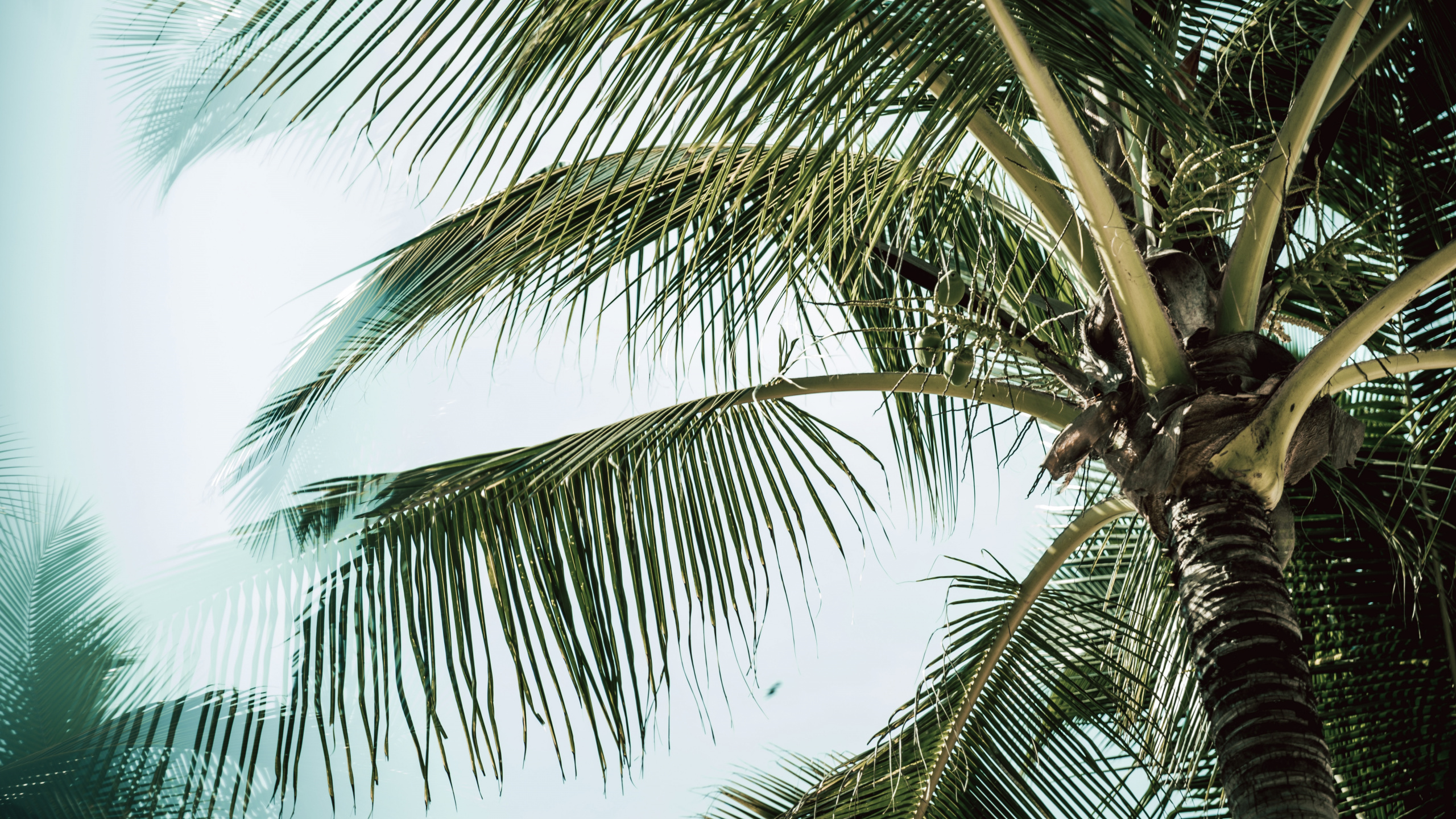 Обои Бабассу, дерево, Кокос, древесные растения, портрет в разрешении 2560x1440