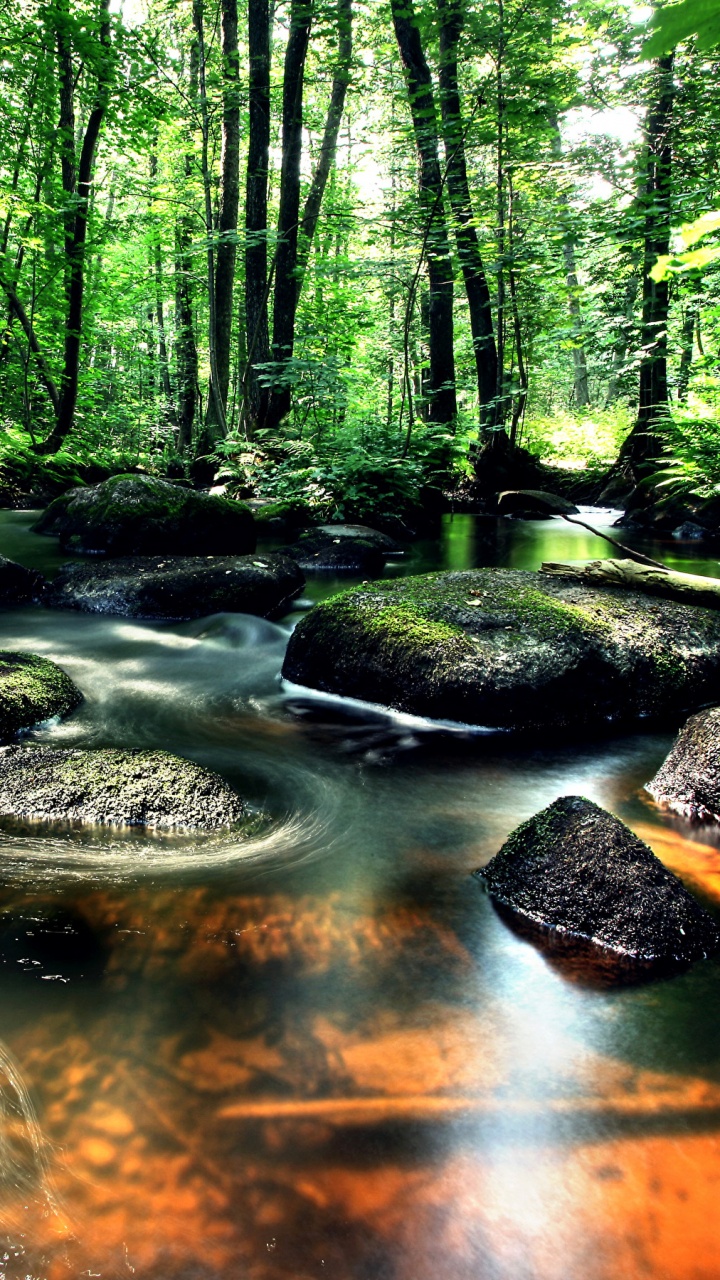 Обои природа, водоем, поток, лес, водоток в разрешении 720x1280