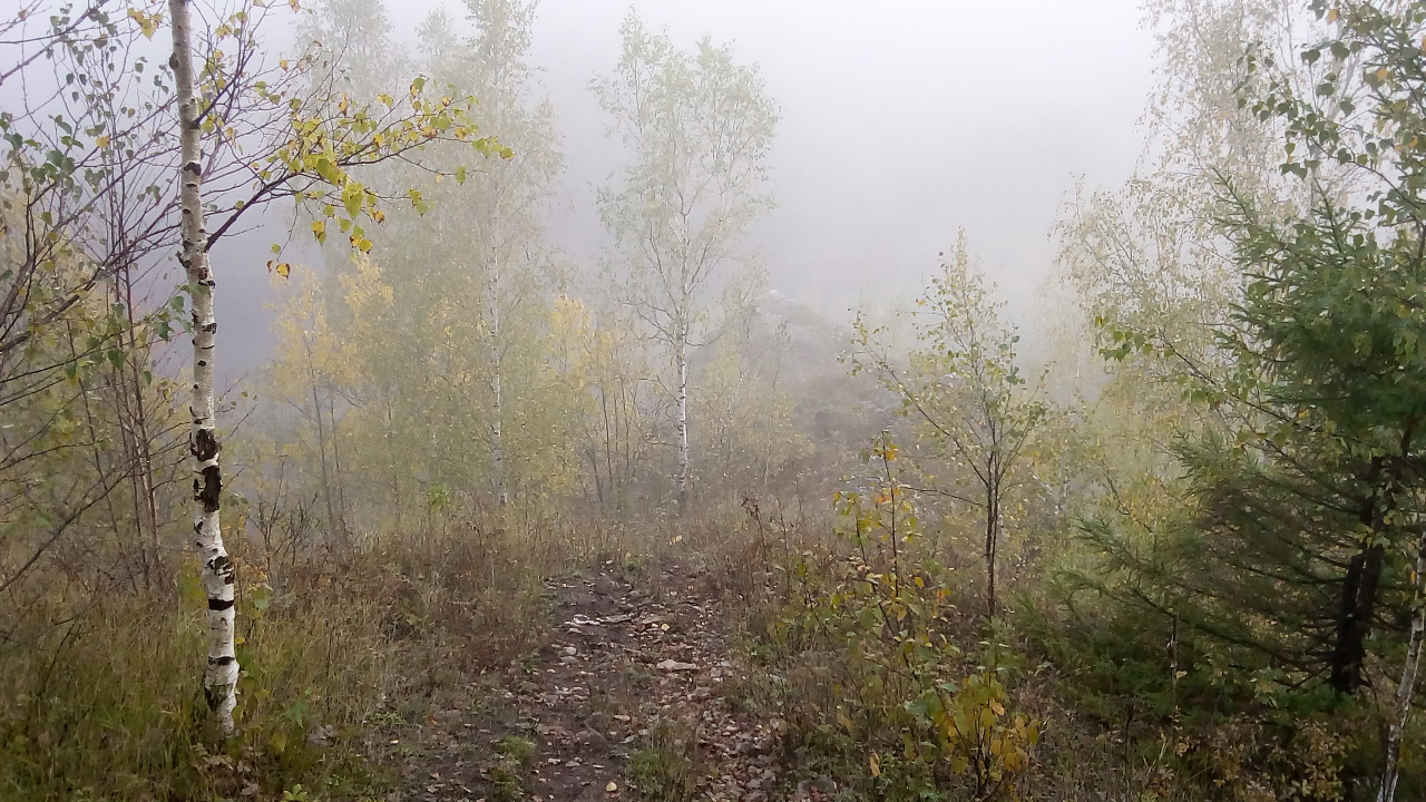 Обои растительность, дерево, дымка, лес, туман в разрешении 1280x720