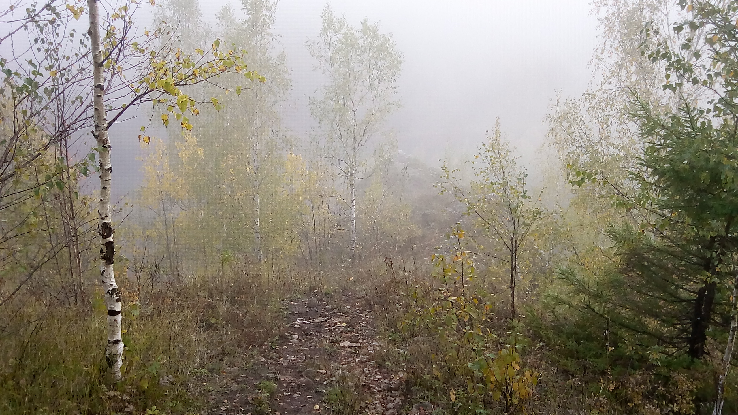 Обои растительность, дерево, дымка, лес, туман в разрешении 2560x1440