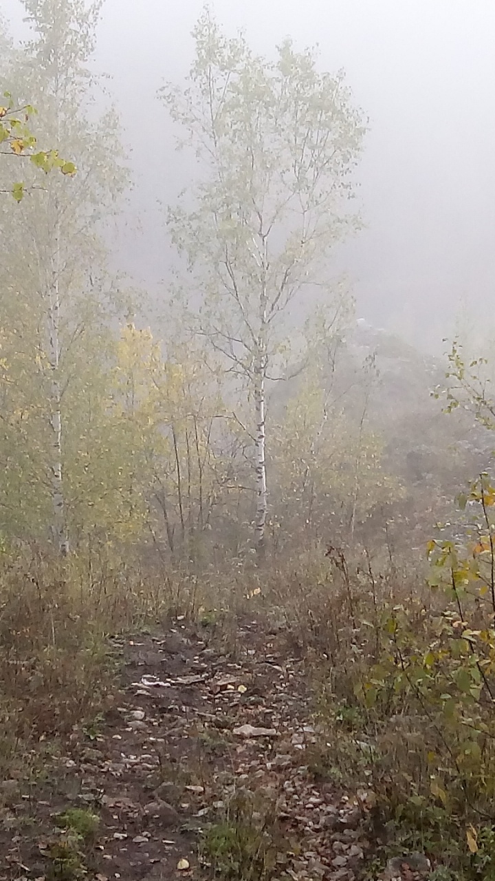 Обои растительность, дерево, дымка, лес, туман в разрешении 720x1280