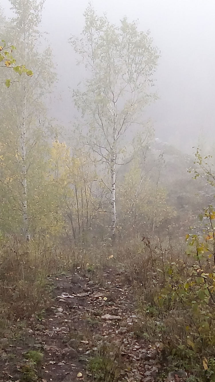 Обои растительность, дерево, дымка, лес, туман в разрешении 750x1334