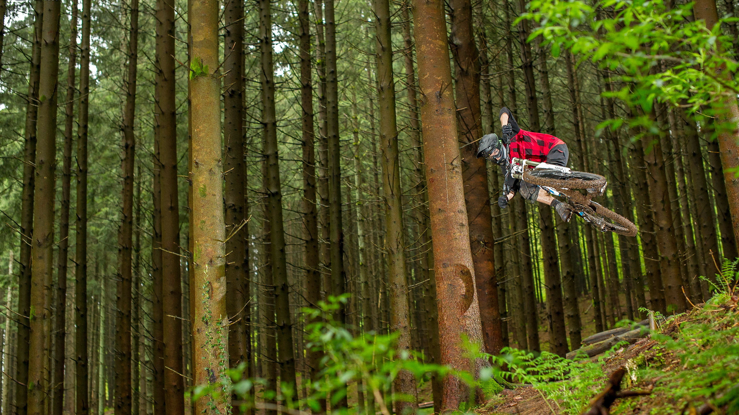 Обои велосипед, Велоспорт, лес, дерево, джунгли в разрешении 2560x1440