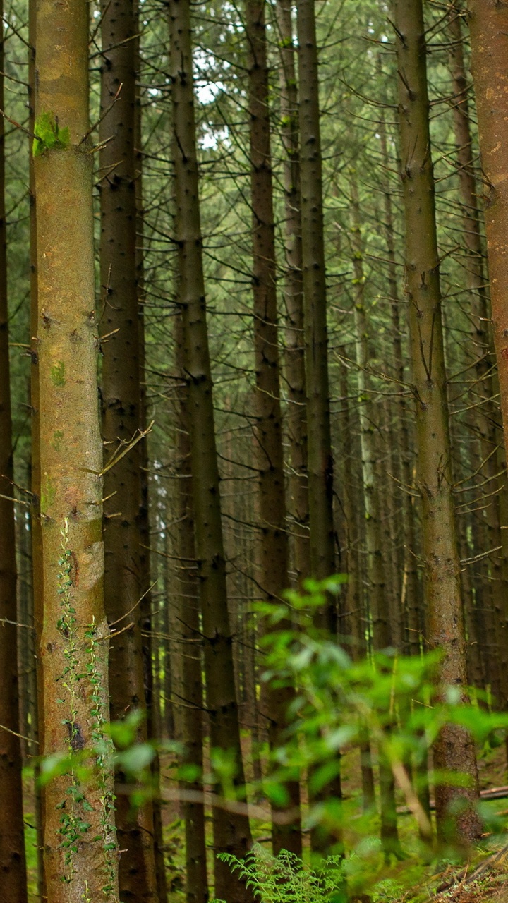 Обои велосипед, Велоспорт, лес, дерево, джунгли в разрешении 720x1280