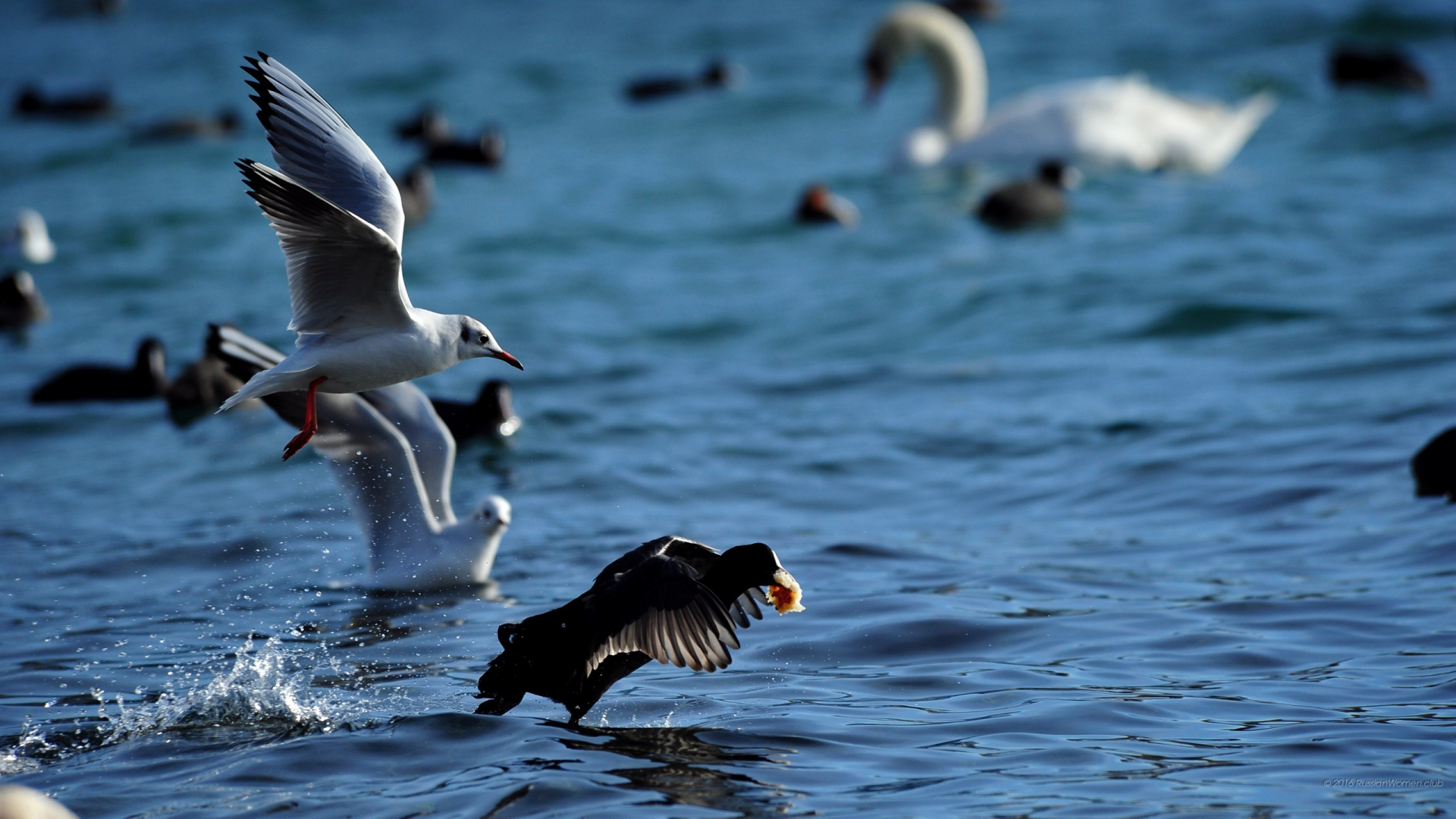 Обои вода, утка, птица, водоплавающие птицы, клюв в разрешении 1920x1080