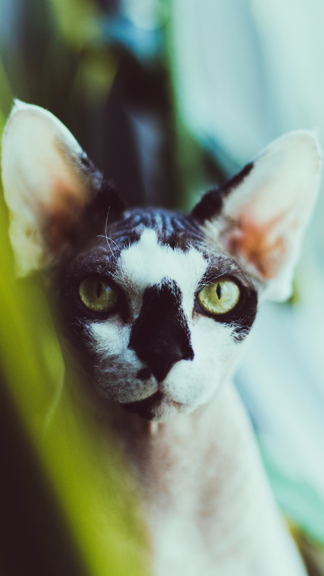 Обои кошки сфинксы, Девон Рекс, Корниш Рекс, бакенбарды, кот в разрешении 1080x1920