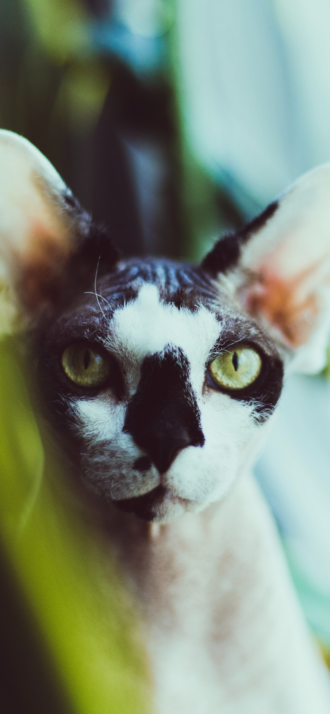 Обои кошки сфинксы, Девон Рекс, Корниш Рекс, бакенбарды, кот в разрешении 1125x2436