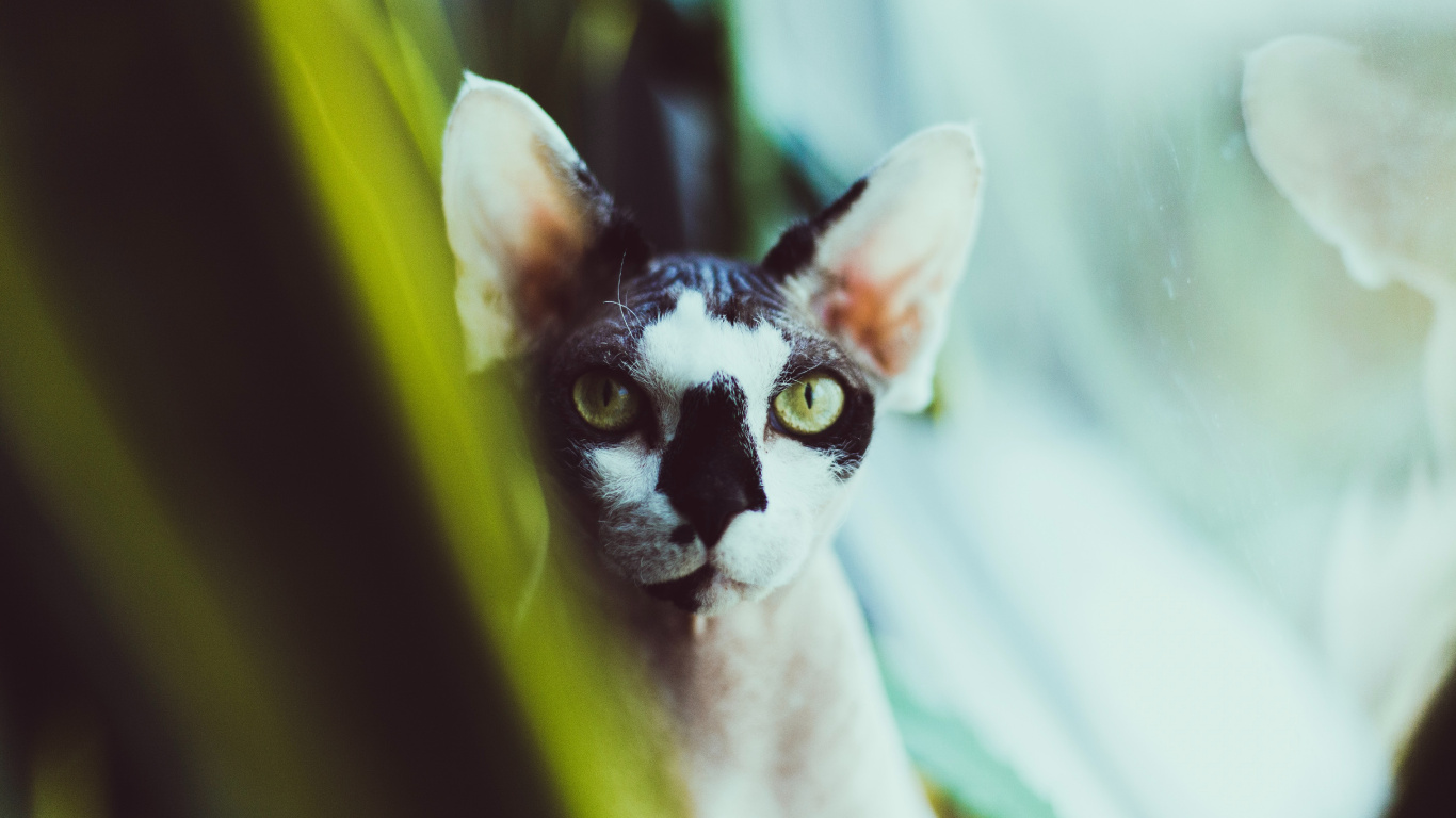 Обои кошки сфинксы, Девон Рекс, Корниш Рекс, бакенбарды, кот в разрешении 1366x768