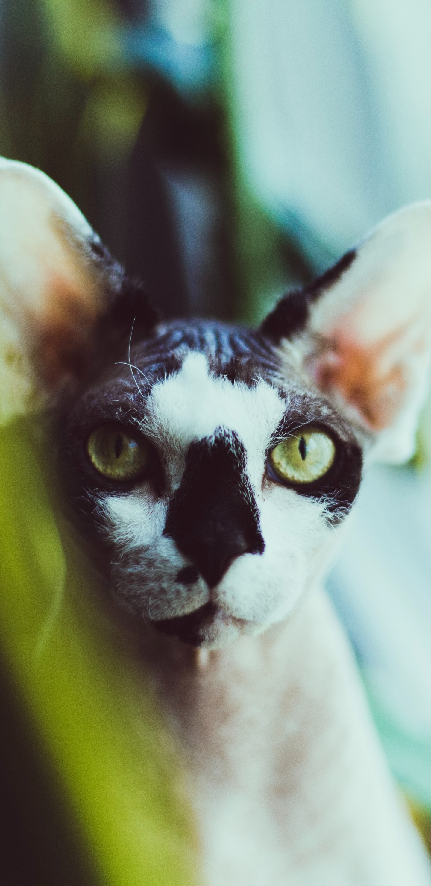 Обои кошки сфинксы, Девон Рекс, Корниш Рекс, бакенбарды, кот в разрешении 1440x2960