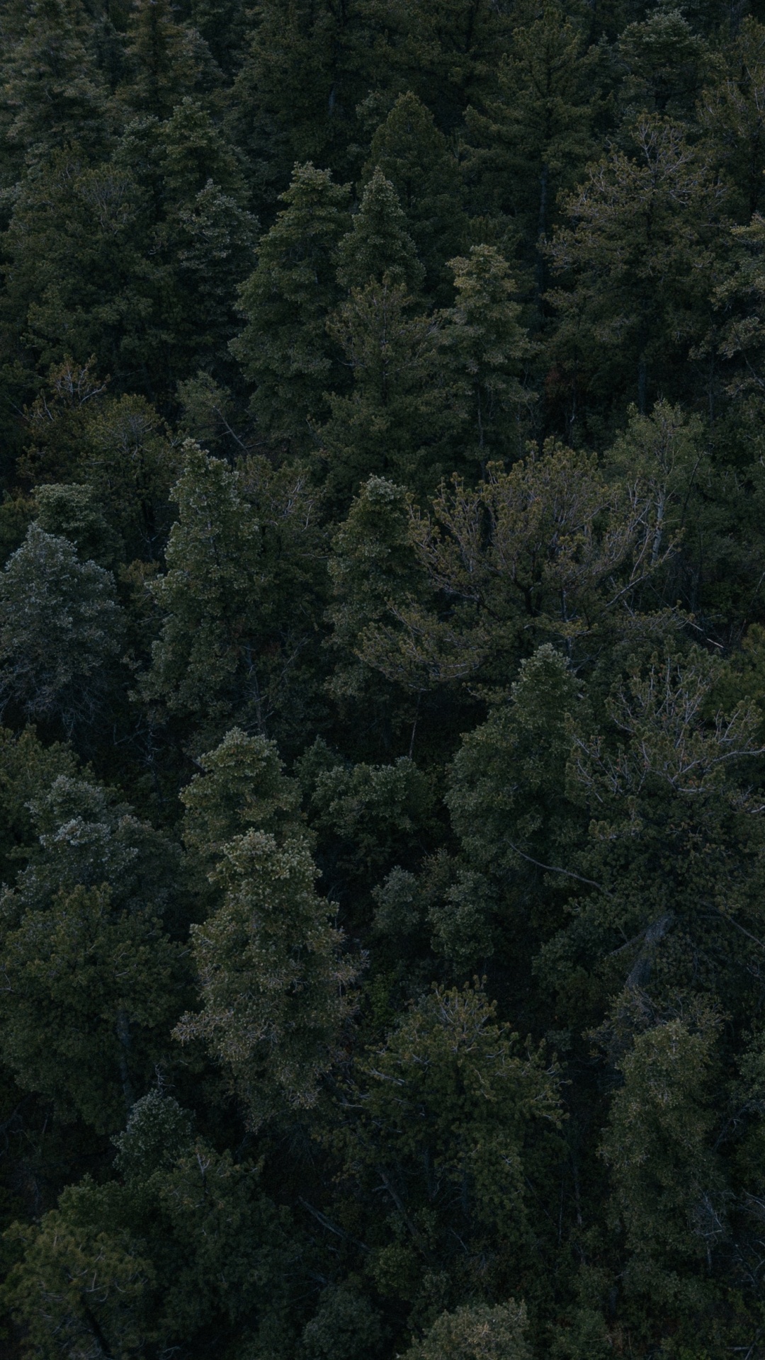 Обои растительность, лес, дерево, биом, тропические леса в разрешении 1080x1920