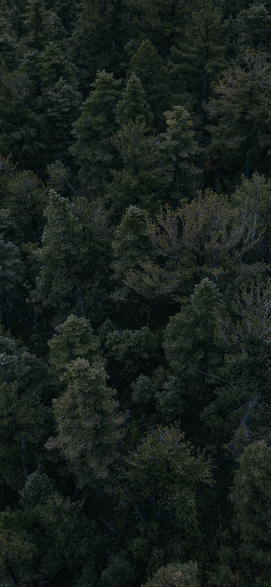 Обои растительность, лес, дерево, биом, тропические леса в разрешении 1125x2436