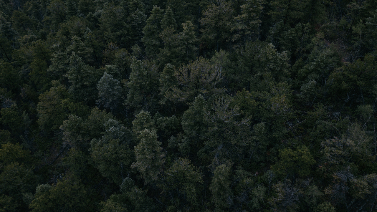 Обои растительность, лес, дерево, биом, тропические леса в разрешении 1280x720