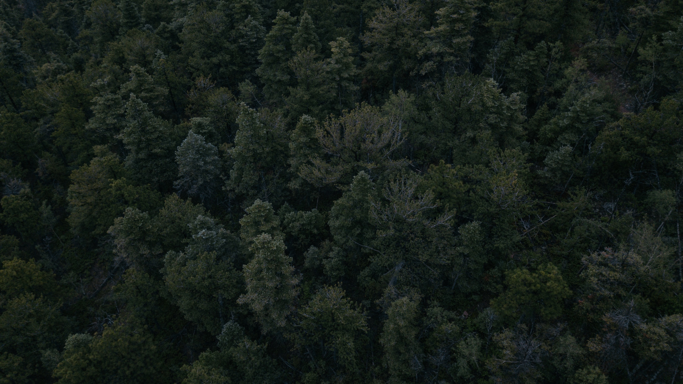 Обои растительность, лес, дерево, биом, тропические леса в разрешении 1366x768