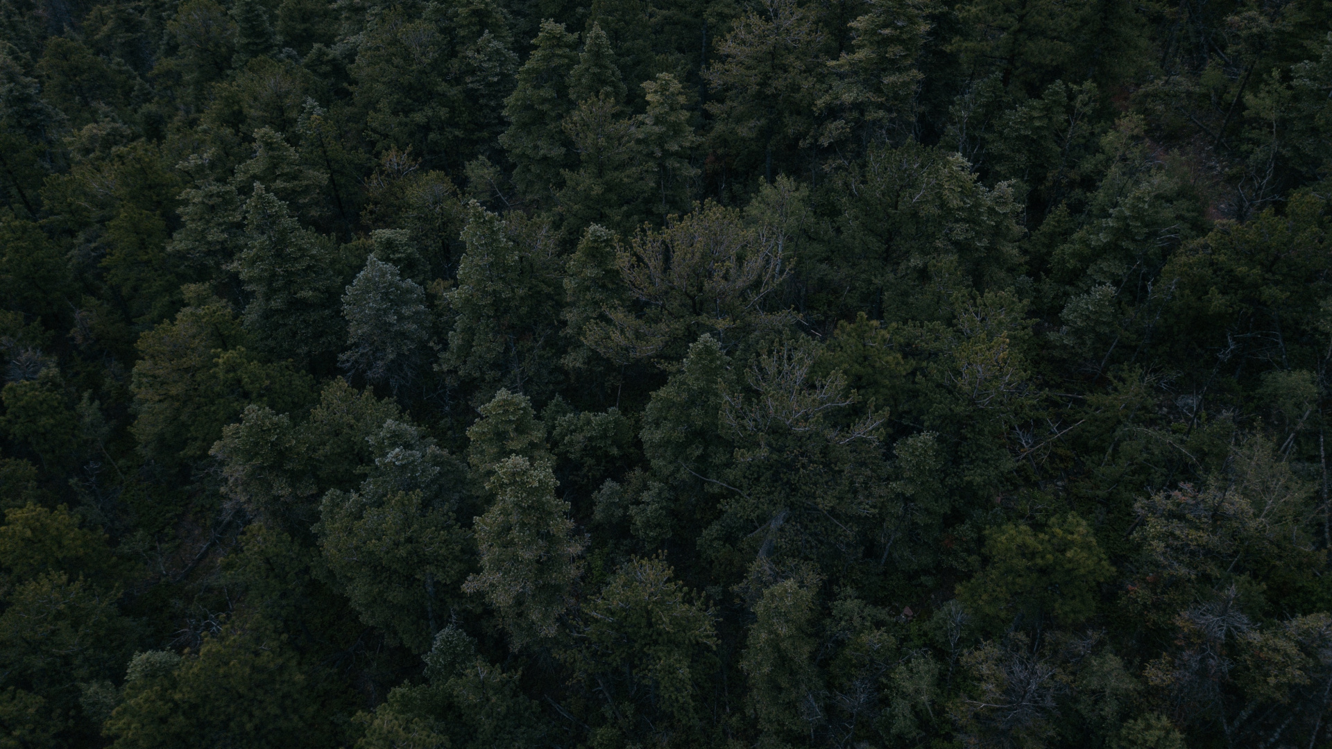 Обои растительность, лес, дерево, биом, тропические леса в разрешении 1920x1080