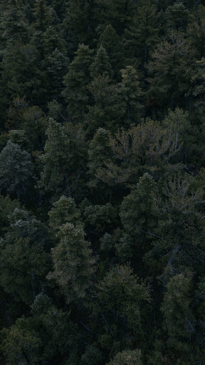 Обои растительность, лес, дерево, биом, тропические леса в разрешении 720x1280