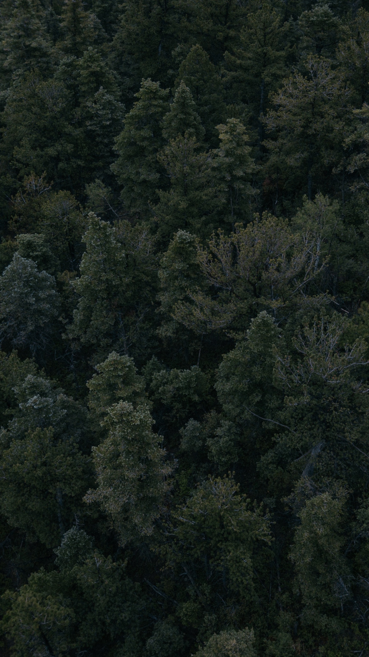 Обои растительность, лес, дерево, биом, тропические леса в разрешении 750x1334