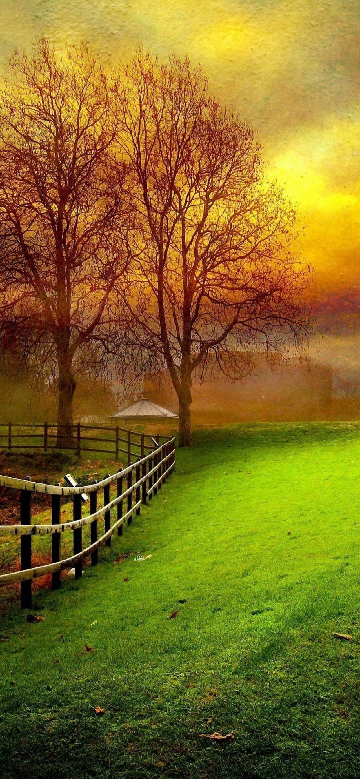 Обои природный ландшафт, природа, зеленый, дерево, утро в разрешении 1242x2688