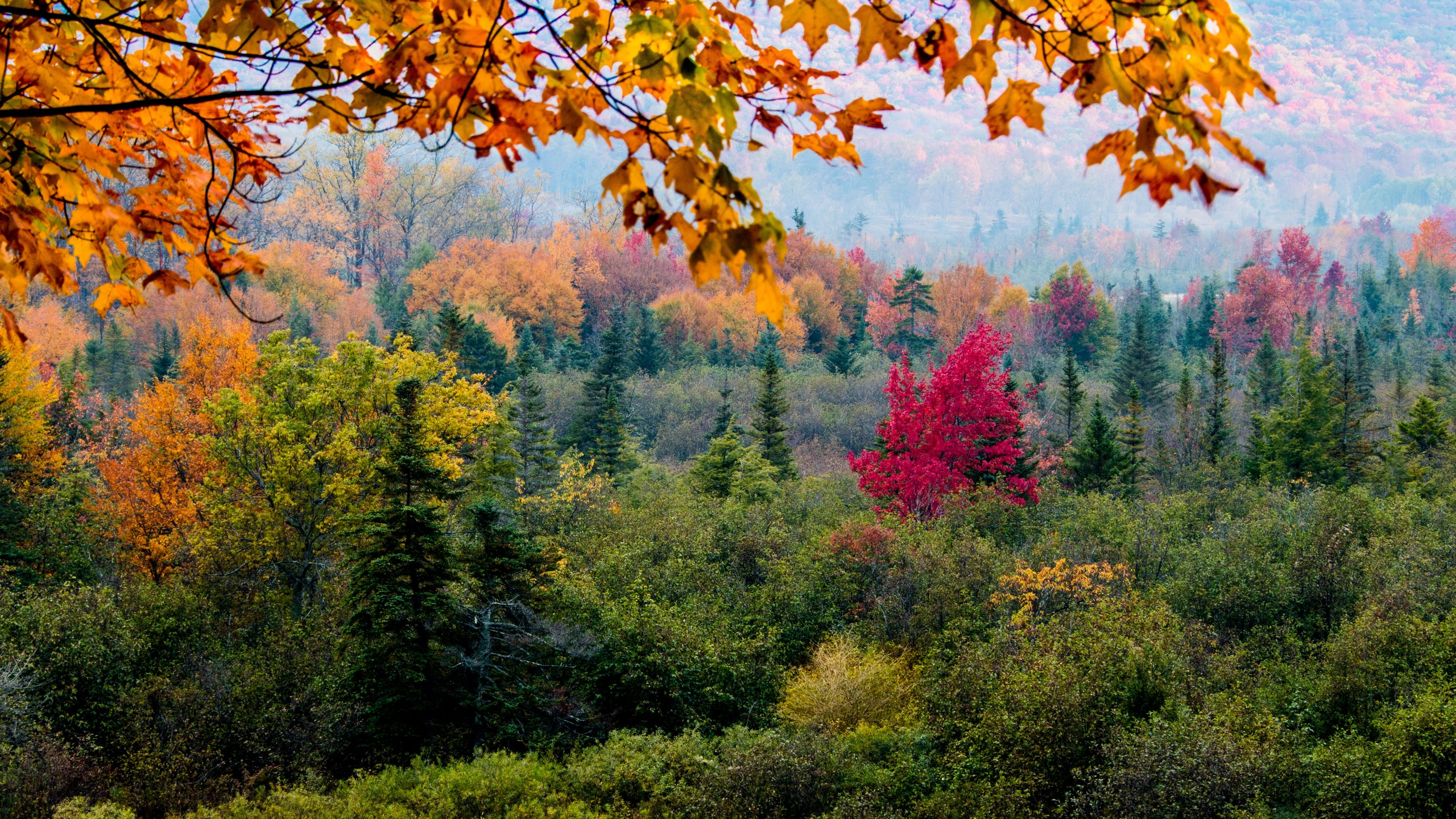 Обои дерево, сосна, ветвь, природа, лист в разрешении 2560x1440