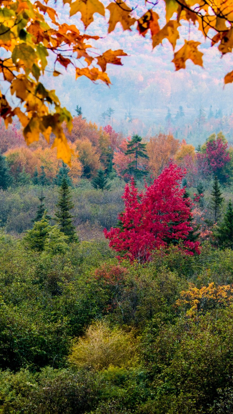 Обои дерево, сосна, ветвь, природа, лист в разрешении 750x1334